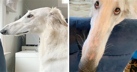 Eris The Borzoi Canine Is Believed To Have The Worlds Longest 122