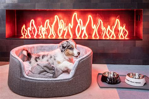 Hong Kongs Best Pet Friendly Hotels For Your Next Staycation Hashtag