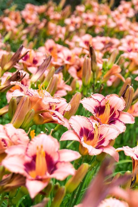 The plants grow to three feet tall in full to part shade, tolerate some drought and are hardy in zones 3 to 8. 20 Best Perennial Flowers - Ideas for Easy Perennial ...