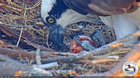 Osprey Pair On Richmond Shipyard Crane Welcome Their First Egg Of The Year