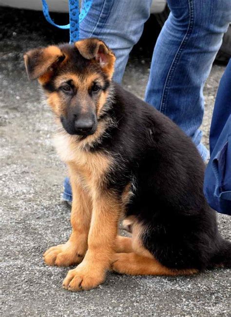 German Shepherd Australian Shepherd Mix Puppies For Sale Petsidi