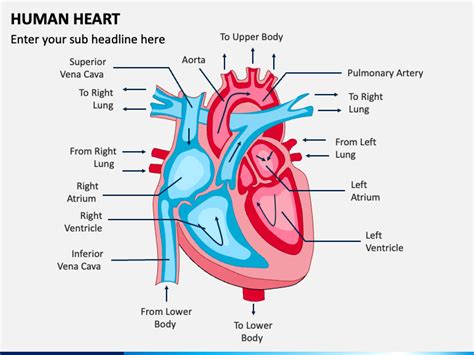Human Heart Powerpoint Template Ppt Slides