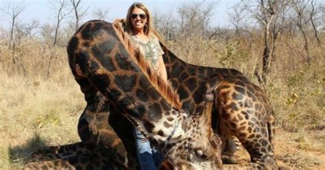 In Africa Una Cacciatrice Uccide Una Giraffa E Ostenta Il Suo Trofeo