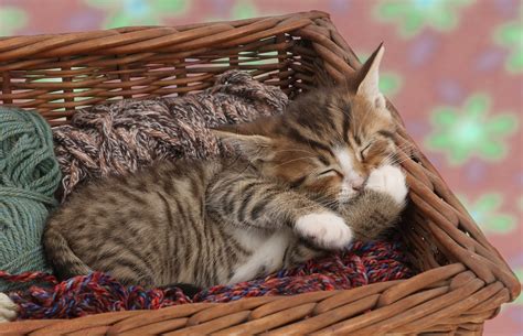 Sleepy Tabby Kitten In Wool Basket Photo Wp43140