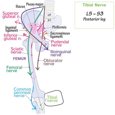 Gross Anatomy Glossary Tibial Nerve Ditki Medical And Biological Sciences