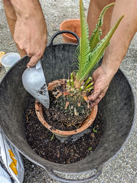 Repotting Sago Palms The Martha Stewart Blog