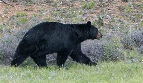 Yosemite National Park Bears Are Killed By Speeding Tourists
