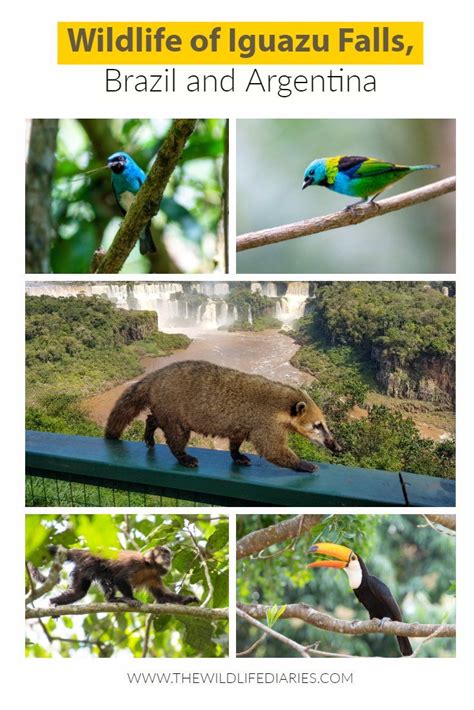 Wildlife Of Iguazu Falls Check Out The Common Animals You Can Spot