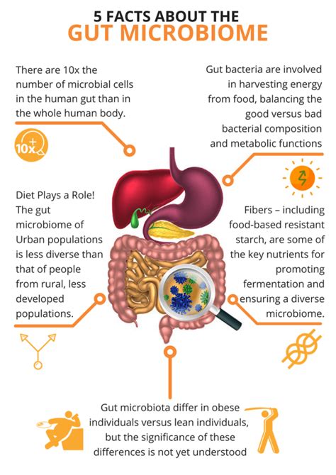 What Is The Gut Microbiome A Gutsy Girl®