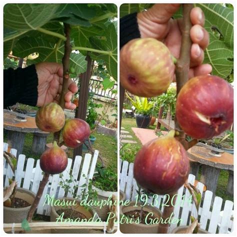 The fig tree bio electric & usha herbal research institute. Amanda Putri's Garden: ALBUM BUAH TIN