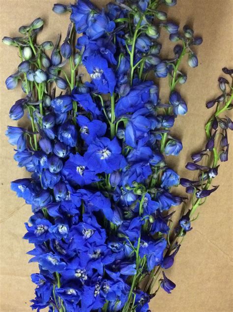 Seawaltz Dark Blue Delphinium Blue Flowers Blue Delphinium Florist