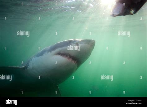 Photographer Captures Stunning Great White Shark Phot