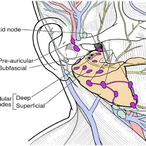 Schematic Illustration Showing The Submandibular Nodes And Their