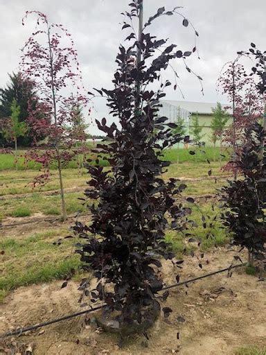 Dawyck Purple Beech Tree Profile By Kuenzi Turf Nursery