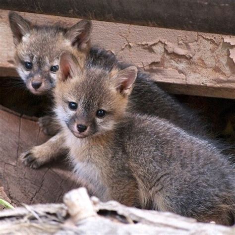 Heres A Some Serious Cute To Get You Through The Day Baby Gray Foxes