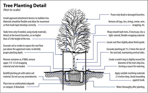 A plantation of trees pollutes with bvocs. Tree Planting, Pruning and Removal | Lafayette, IN - Official Website