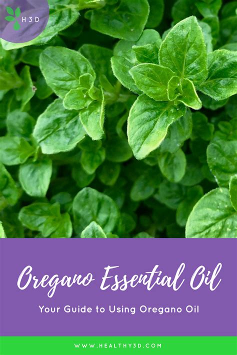 Oregano Oil Healthy 3d Oregano Oil Oregano Essential Oil