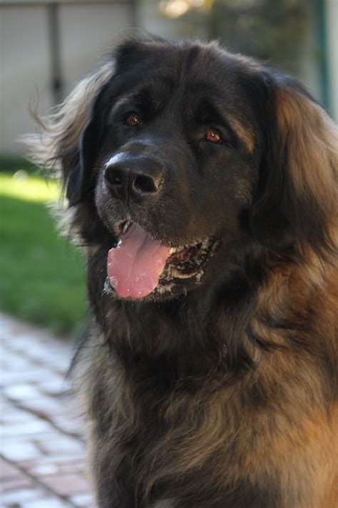 Leonberger Ahhh Leonberger Dog Cute Cats And Dogs Giant Dog Breeds