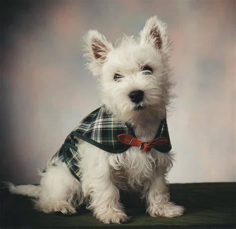 Westie Puppies For Sale Northern California