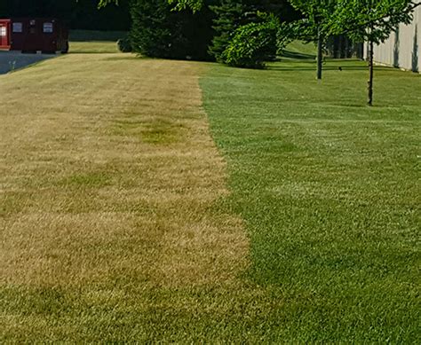 Can Your Lawn Handle The Peak Of Summer Heat