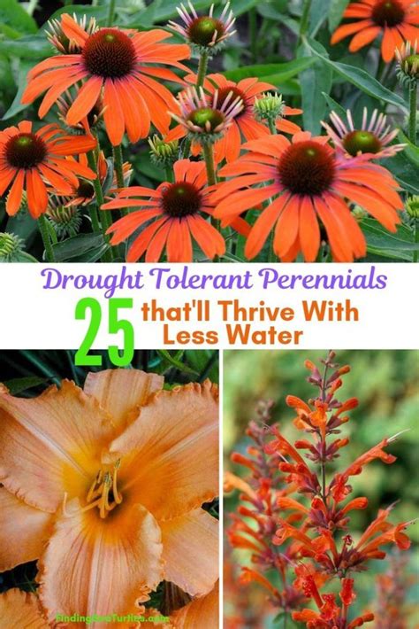 Check spelling or type a new query. 25 Drought Resistant Perennials - Finding Sea Turtles ...