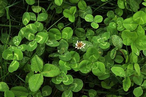 How To Get Rid Of Clover In Your Lawn Australian Guide Ultimate