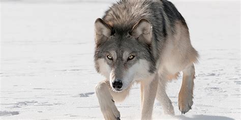 Gray Wolf National Wildlife Federation