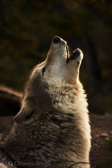 Grey Wolf Howling Wolf Photos Wolf Pictures Wolf Howling