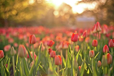 Tulips At Sunrise By Preappy