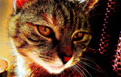 Cat Background Free Stock Photo Public Domain Pictures