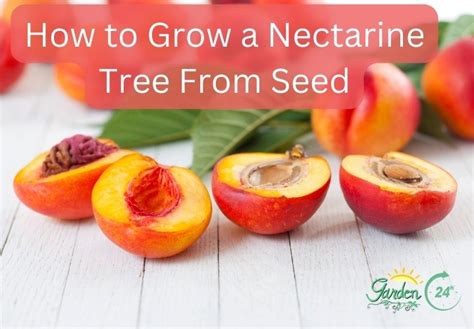 How To Grow A Nectarine Tree From Seed Step By Step Garden 24h