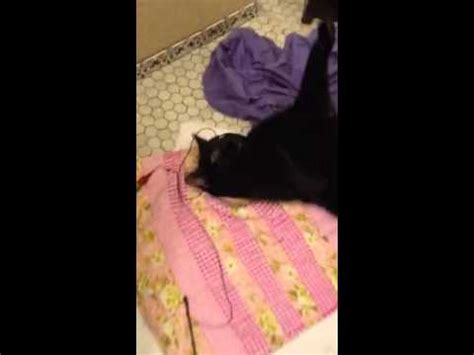 Binkie: Cuddly black cat for adoption from Anjellicle Cats ...