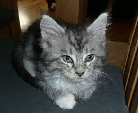 2 Beautiful Maine Coon Kittens For Sale Tonbridge Kent