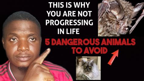 5 Dangerous Animals You Should Never Allow In Your Compound To Remain