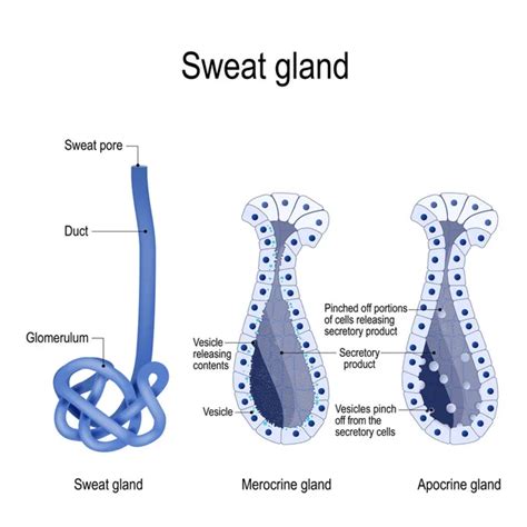 Eccrine Sweat Glands Images Vectorielles Eccrine Sweat Glands Vecteurs
