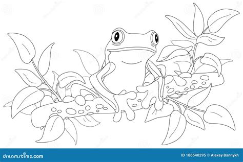 Rainforest Tree Frog Coloring Page Images And Photos Finder