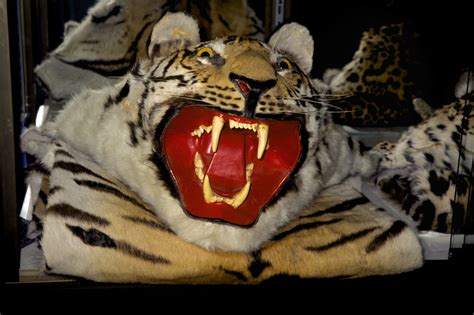 The first bengals were created by breeding asian leopard cats with domestic cats. Tigers and Wild Cats for Sale in Myanmar: A Tale of Two ...