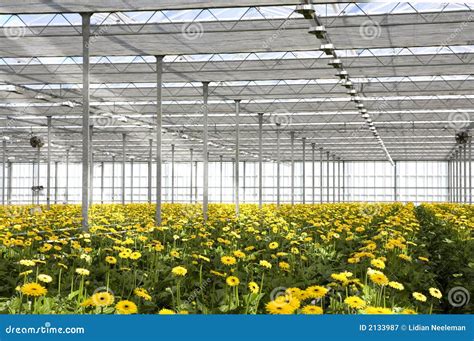 Gerbera In Greenhouse Stock Image Image Of Yellow Greenhouses 2133987