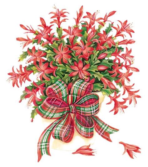 This plant comes from the mountains of brazil, and, unlike the typical desert cactus. Christmas cactus clipart 20 free Cliparts | Download ...