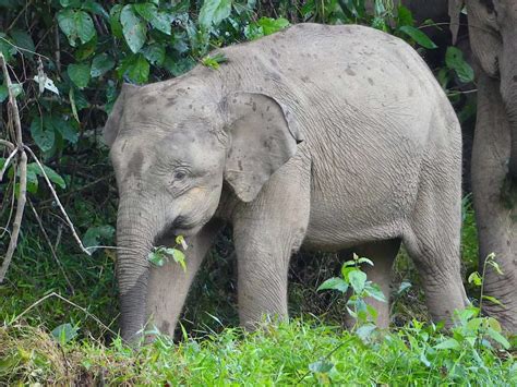 4 Best Places To See Pygmy Elephants In Borneo