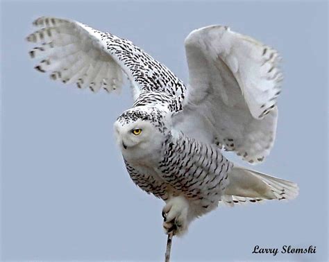 8″x10″ Balancing Snowy Owl Tamarack Wildlife Center