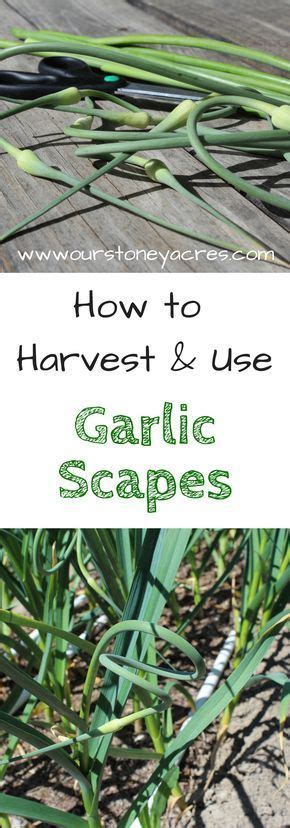 How To Harvest And Use Garlic Scapes In The Garden With Text Overlay