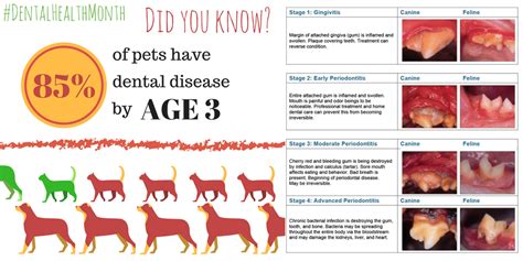 Dental disease tends to be more common and be more severe as cats get older, just as in humans. Don't let your pet be a statistic! Dental disease in dogs ...