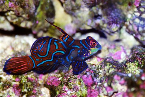 Mandarin Goby Care Information And Pictures Build Your Aquarium