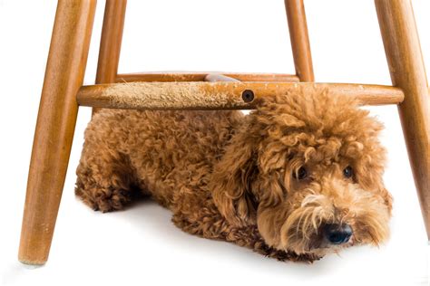 Jak ochránit nábytek před psem OKAY cz