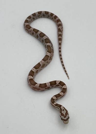 Reptiles That Make Good Pets Top 10 - A 2 Z Reptiles