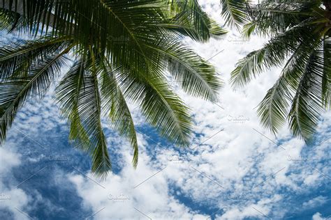 Palm Tree Branches High Quality Nature Stock Photos ~ Creative Market
