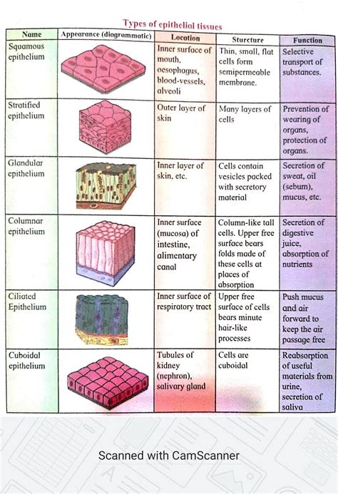 Epithelial Tissue Science Notes Teachmint