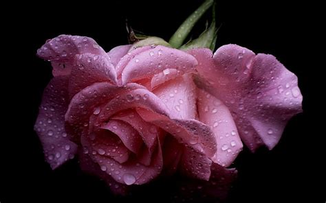 A Single Wet Pink Rose Wet Flowers Nature Roses Pink Hd Wallpaper