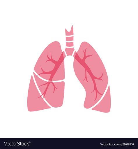 Isolated Of Lung Royalty Free Vector Image Vectorstock